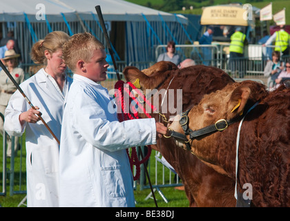 Mostra bestiame al Westmorland spettacolo agricolo Foto Stock