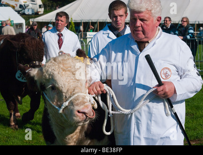 Mostra bestiame al Westmorland spettacolo agricolo Foto Stock