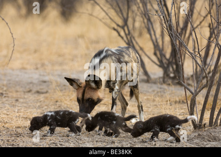 Cane selvatico con cuccioli (Lycaon pictus), Central Kalahari Botswana Foto Stock