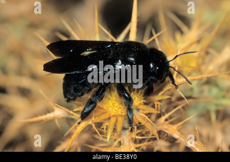 Blue Carpenter Bee (Xylocopa violacea) in cerca di nettare su un greco Carline Thistle, Creta, Grecia, Europa Foto Stock