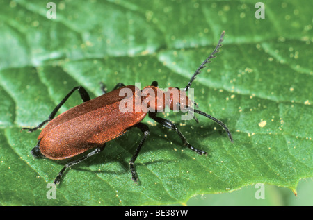 Red-headed Cardinale Beetle (Pyrochroa serraticornis) Foto Stock