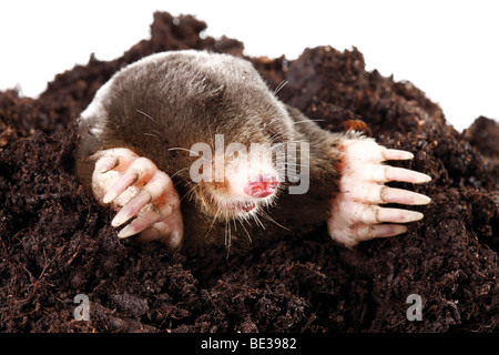 Mole (Talpa europaea) Foto Stock