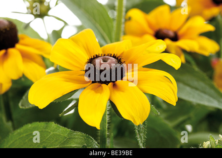 Black-eyed Susan, Blackiehead, Brown Betty, Gloriosa Daisy, Golden Gerusalemme, Poorland Daisy, giallo Daisy (Rudbeckia hirta) Foto Stock