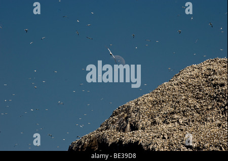Northern Gannet (Morus bassanus) colonia, Bassrock, Scotland, Regno Unito, Europa Foto Stock