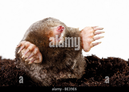 Mole (Talpa europaea) Foto Stock