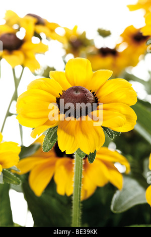 Black-eyed Susan, Blackiehead, Brown Betty, Gloriosa Daisy, Golden Gerusalemme, Poorland Daisy, giallo Daisy (Rudbeckia hirta) Foto Stock