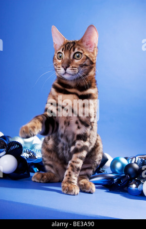 Gatto bengala, nero tabby, seduta Foto Stock