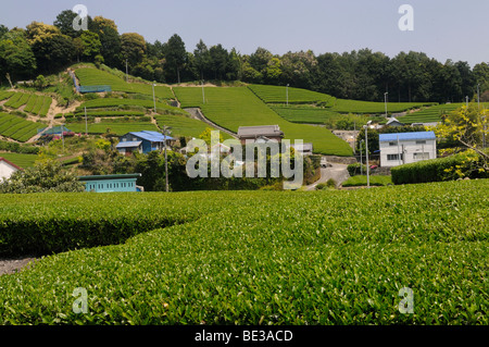 Le piantagioni di tè, tè giardini, con tradizionali case coloniche, Sagara, Prefettura di Shizuoka, Giappone, Asia Foto Stock