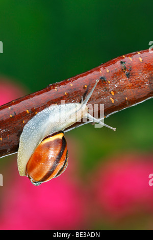 Brown-Lipped lumaca, Grove lumaca (Cepaea nemoralis) Foto Stock