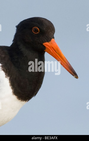 Oyster Catcher (Haematopus longirostris) scavo per il cibo a bordo delle acque sulla Gold Coast, Australia Foto Stock