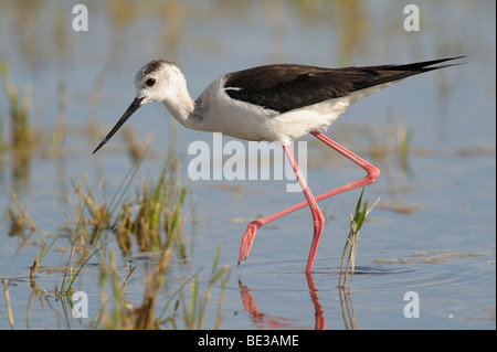 Black-winged Stilt (Himantopus himantopus) Foto Stock