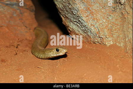 Orientale Snake Marrone (Pseudonaja textilis), Queensland, Australia Foto Stock