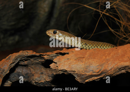 Orientale Snake Marrone (Pseudonaja textilis), Queensland, Australia Foto Stock
