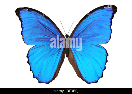 Butterfly (Morpho menelao) nei toni del blu isolata contro uno sfondo blu Foto Stock