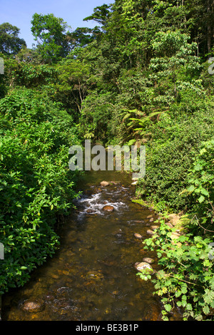 Un fiume nel Parco nazionale impenetrabile di Bwindi nel sud Uganda. Foto Stock