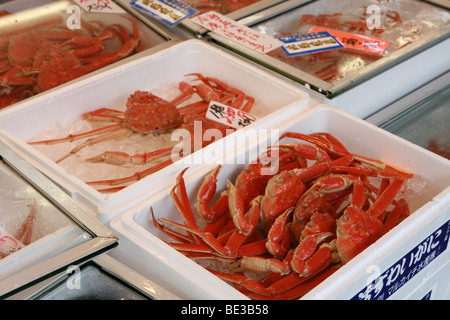 Altamente commestibili e gustosi Grancevole (ragno granchio) in vendita presso la costa in Joetsu, Giappone Foto Stock
