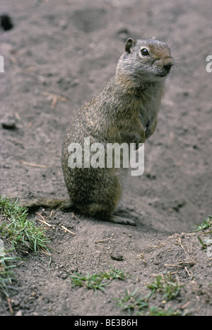 Uinta Ground Squirrel (Urocitellus armatus), in precedenza (Citellus armatus), vicino al suo burrone, Wyoming USA. Foto Stock