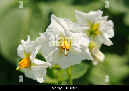 Patata (solanum tuberosum), fiorisce Foto Stock