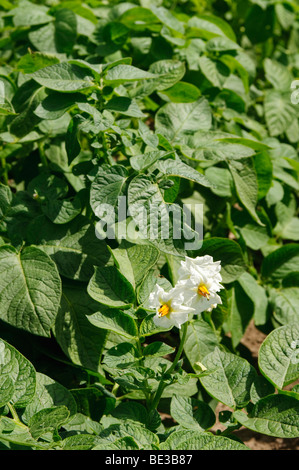 Campo di patata (Solanum tuberosum) Foto Stock