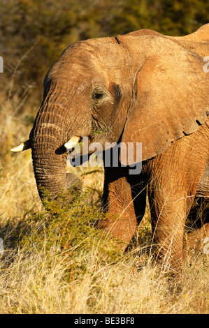Elefante africano (Loxodonta africana) alimentazione su un green thorn bush, Madikwe Game Reserve, Sud Africa e Africa Foto Stock