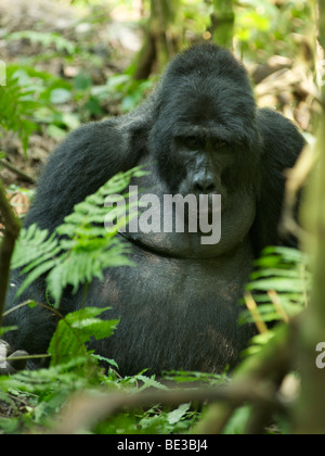 Silverback gorilla di montagna (Gorilla beringei beringei) nel Parco nazionale impenetrabile di Bwindi nel sud Uganda. Foto Stock