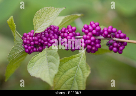 Beautyberry (Callicarpa), Florida Keys, Florida, Stati Uniti d'America Foto Stock