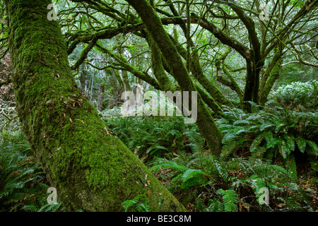 Foresta di Coast Live Oak (Quercus agrifolia) e felce, Point Reyes National Seashore, CALIFORNIA, STATI UNITI D'AMERICA Foto Stock