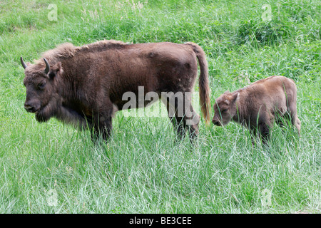 Wisent vacca (Bison bonasus) con vitello Foto Stock