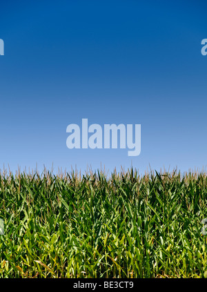 Corn Field Blue Sky California Stati Uniti // CALIFORNIA, Stati Uniti — Un vivace campo di mais verde è visibile sotto un cielo azzurro. I gambi sani e le nappine indicano un raccolto fiorente, bagnato dalla luce solare. Questo paesaggio agricolo è caratteristico della stagione del raccolto in California, Stati Uniti. Il mais è una delle principali materie prime agricole coltivate in tutto lo stato. La sua coltivazione sostiene la significativa economia agricola della California, specialmente durante i periodi di picco della crescita e del raccolto. Foto Stock