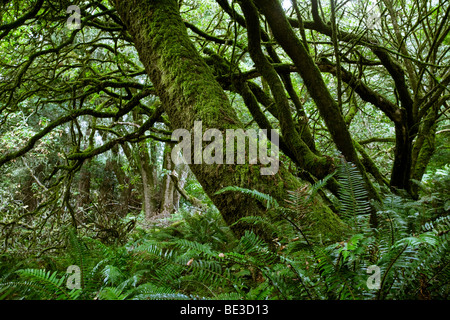 Foresta di Coast Live Oak (Quercus agrifolia) e felce, Point Reyes National Seashore, CALIFORNIA, STATI UNITI D'AMERICA Foto Stock