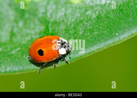 Due macchie Lady Beetle (Adalia bipunctata) Foto Stock
