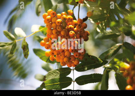Giallo rowan bacche di rowan tree Foto Stock