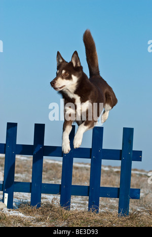 Lapponian Herder, Lapinporokoira, Lapp renne cane, saltando una recinzione Foto Stock
