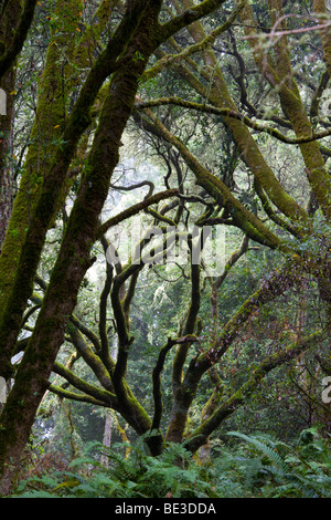 Foresta di Coast Live Oak (Quercus agrifolia) e felce, Point Reyes National Seashore, CALIFORNIA, STATI UNITI D'AMERICA Foto Stock