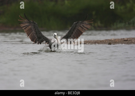 Pellicano marrone (Pelecanus occidentalis) prendendo il largo, Point Reyes National Seashore, CALIFORNIA, STATI UNITI D'AMERICA Foto Stock