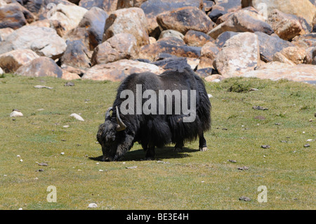 Yak (Bos mutus) 4500 mslm, all'Khardongla pass, Leh, Ladakh, India, Himalaya, Asia Foto Stock