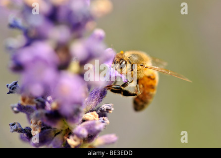 Bee (API), alimentazione, lavanda vera (Lavandula angustifolia) Foto Stock