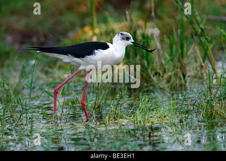 Black-winged Stilt (Himantopus himantopus) wades attraverso acque poco profonde, dragonfly larva nel suo becco Foto Stock