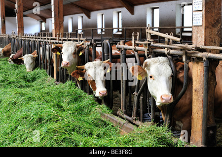 Stalla in Baviera, Germania, Europa Foto Stock