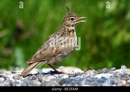 Crested lark (Galerida cristata), Adulto, cantando su un percorso pietroso Foto Stock