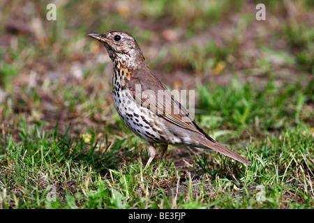 Tordo Bottaccio(Turdus philomelos) in cerca di cibo sul terreno Foto Stock