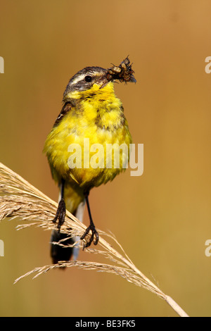 Wagtail giallo (Motacilla flava) con il cibo per i suoi giovani nel becco, seduti su reed Foto Stock