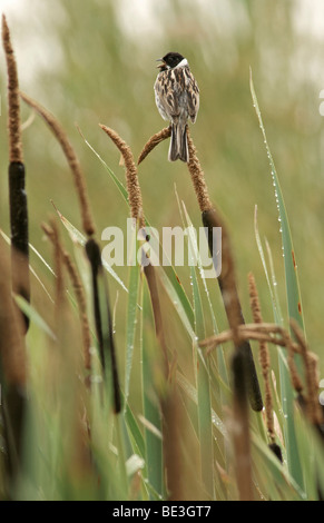 Reed Bunting (Emberiza schoeniclus), canto maschio Foto Stock