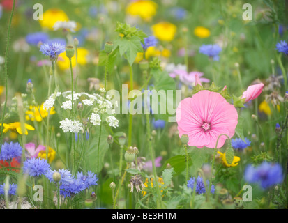 Prato estivo, il papavero (Papaver rhoeas), Cornflowers (Centaurea cyanus), Yarrow (Achillea), Giallo (a margherita Leucanthemum) Foto Stock