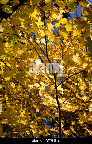 Autunno a colori in Hoyt Arboretum, Portland, Oregon, Stati Uniti d'America Foto Stock