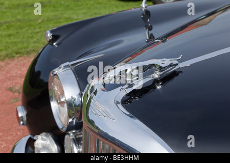 Jaguar ornamento del cofano Foto Stock