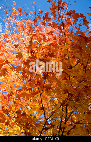 Autunno a colori in Hoyt Arboretum, Portland, Oregon, Stati Uniti d'America Foto Stock