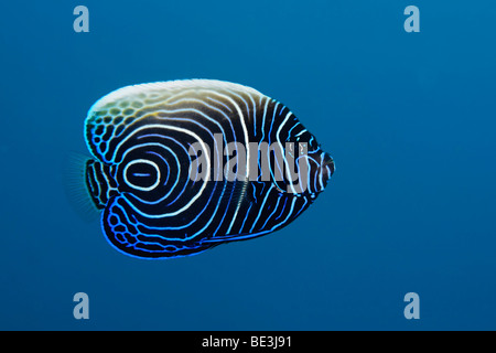 I capretti imperatore Angelfish (Pomacanthus imperator), Kuda, Bali, Indonesia, Oceano Pacifico Foto Stock