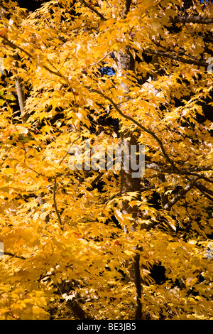 Autunno a colori in Hoyt Arboretum, Portland, Oregon, Stati Uniti d'America Foto Stock