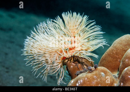 Tubo magnifico Worm (Protula magnifica), Pesca plancton particelle con i suoi tentacoli, Kuda, Bali, Indonesia, Oceano Pacifico Foto Stock
